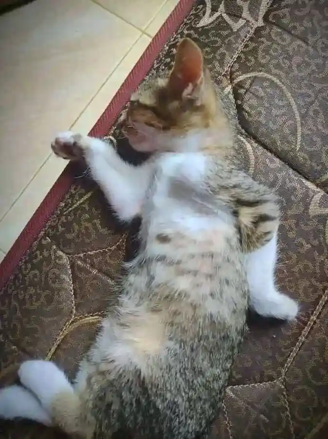 kucing bengis