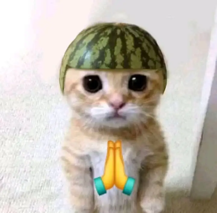 ngapunten cat